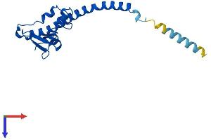 RSL24D1 Protein (AA 1-163) (His tag)