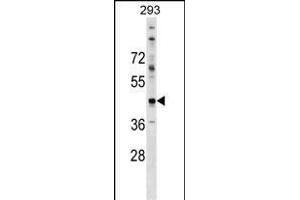 CADM2 Antibody (N-term) (ABIN1539413 and ABIN2849111) western blot analysis in 293 cell line lysates (35 μg/lane). (CADM2 Antikörper  (N-Term))