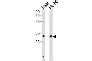 Western Blotting (WB) image for anti-Transcription Factor AP-4 (Activating Enhancer Binding Protein 4) (TFAP4) antibody (ABIN2996468) (TFAP4 Antikörper)