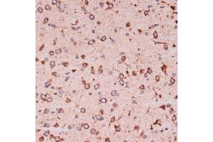 Immunohistochemistry of paraffin-embedded mouse brain using Peroxiredoxin 4 (PRDX4) (PRDX4) Rabbit mAb (ABIN7269238) at dilution of 1:100 (40x lens). (Peroxiredoxin 4 Antikörper)