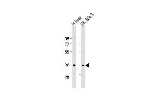 All lanes : Anti-AKR7A3 Antibody (Center) at 1:2000 dilution Lane 1: human liver lysate Lane 2: SK-BR-3 whole cell lysate Lysates/proteins at 20 μg per lane.