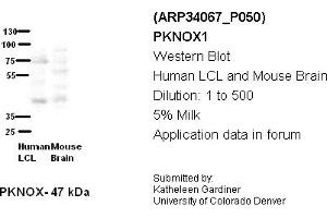 Image no. 2 for anti-PBX/knotted 1 Homeobox 1 (PKNOX1) (Middle Region) antibody (ABIN2778247) (PKNOX1 Antikörper  (Middle Region))