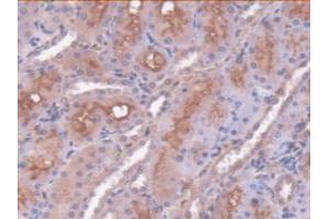 IHC-P analysis of Rat Kidney Tissue, with DAB staining. (SERPINC1 Antikörper  (AA 33-465))