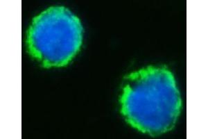 IF analysis of MFF using anti-MFF antibody (ABIN7599292).