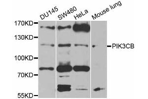 Western blot analysis of extracts of various cell lines, using PIK3CB antibody (ABIN5970370) at 1/1000 dilution. (PIK3CB Antikörper)