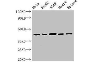 Western Blot Positive WB detected in: Hela whole cell lysate, HepG2 whole cell lysate, A549 whole cell lysate, Rat heart tissue, Rat spleen tissue All lanes: EIF3M antibody at 2. (Eukaryotic Translation Initiation Factor 3, Subunit M (EIF3M) (AA 2-374) Antikörper)