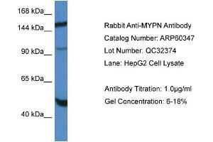Western Blotting (WB) image for anti-Myopalladin (MYPN) (C-Term) antibody (ABIN2788415) (Myopalladin Antikörper  (C-Term))