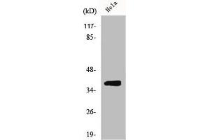 Western Blot analysis of MCF7 cells using ERdj3 Polyclonal Antibody (DNAJB11 Antikörper  (Internal Region))