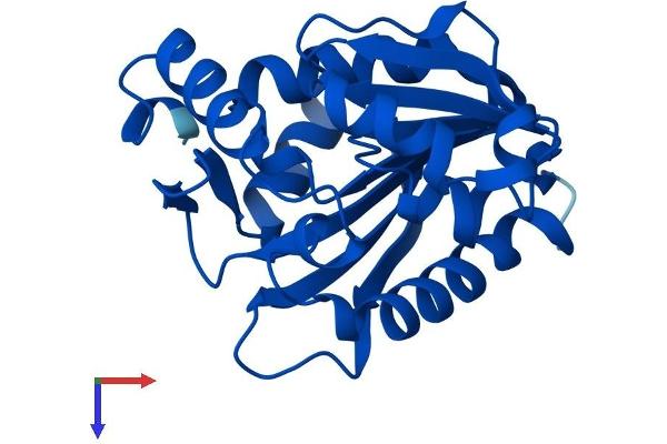 METTL11A Protein (AA 1-223) (His tag)