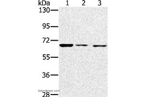 Western blot analysis of A172, hela and hepg2 cell, using IGF2BP3 Polyclonal Antibody at dilution of 1:200