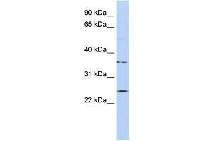 Western Blotting (WB) image for anti-IQ Motif Containing F1 (IQCF1) antibody (ABIN2459603) (IQCF1 Antikörper)