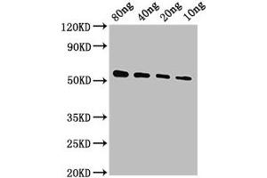 Western Blot Positive WB detected in Recombinant protein All lanes: VP40 antibody at 1:2000 Secondary Goat polyclonal to rabbit IgG at 1/50000 dilution Predicted band size: 51 kDa Observed band size: 51 kDa (VP4 (AA 1-326) Antikörper)