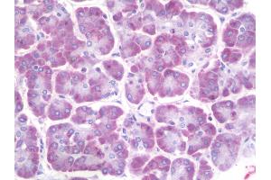 Anti-Ceramide Kinase / CERK antibody IHC staining of human pancreas. (CERK Antikörper  (AA 487-516))