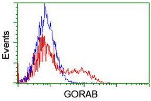 Image no. 2 for anti-Golgin, RAB6-Interacting (GORAB) (AA 35-394) antibody (ABIN1491439) (GORAB Antikörper  (AA 35-394))