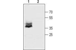 Western blot analysis of mouse brain membranes:1. (Gap Junction Protein, alpha 1, 43kDa (GJA1) Peptid)