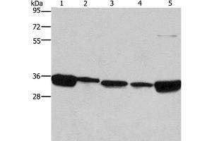 Western Blot analysis of 293T, A431, NIH/3T3, hela and hepG2 cell using ELAVL1 Polyclonal Antibody at dilution of 1:667 (ELAVL1 Antikörper)