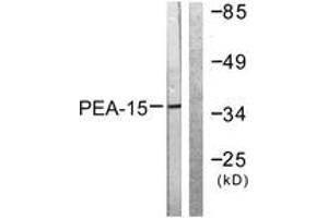 Western blot analysis of extracts from Jurkat cells, treated with PMA 125ng/ml 30', using PEA-15 (Ab-116) Antibody. (PEA15 Antikörper  (AA 81-130))