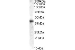 ABIN238623 (0. (GOT1 Antikörper  (AA 157-167))