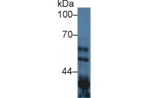 Western Blot; Sample: Mouse Lung lysate; Primary Ab: 1µg/ml Rabbit Anti-Mouse GSK3a Antibody Second Ab: 0.