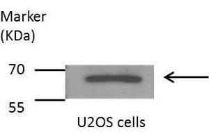 WB Image Sample(30 μg of whole cell lysate) A:HeLaS3 B:Hep G2, 7. (SHP1 Antikörper)