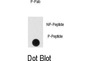 Image no. 1 for anti-Sprouty RTK Signaling Antagonist 4 (SPRY4) (pTyr75) antibody (ABIN358511)
