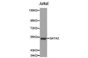 Western Blotting (WB) image for anti-GATA Binding Protein 2 (GATA2) antibody (ABIN1872782)