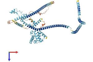 CCDC22 Protein (AA 1-627) (His tag)