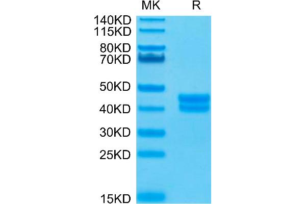 GPA33 Protein (His-Avi Tag,Biotin)