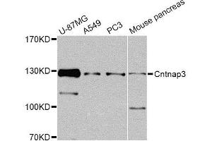 Western blot analysis of extracts of various cell lines, using Cntnap3 Antibody (ABIN5974876) at 1/1000 dilution. (CNTNAP3 Antikörper)