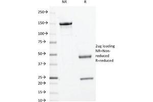 SDS-PAGE Analysis of Purified, BSA-Free c-Myc Antibody (clone 9E10. (c-MYC Antikörper)
