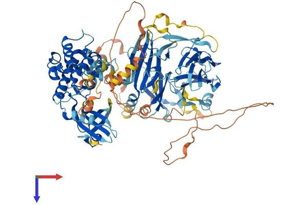 MAP4K2 Protein (AA 1-821) (His tag)