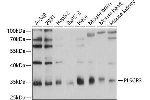 Western blot analysis of extracts of various cell lines, using PLSCR3 antibody (ABIN6132499, ABIN6145798, ABIN6145799 and ABIN6215981) at 1:1000 dilution. (PLSCR3 Antikörper  (AA 1-295))