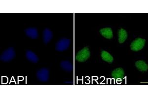 Immunofluorescence analysis of 293T cells using H3R2me1 antibody (ABIN3017476, ABIN3017477, ABIN3017478 and ABIN6220105). (Histone 3 Antikörper  (H3R2me))