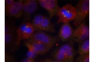 Immunofluorescence staining of methanol-fixed HeLa cells using SYT2 (phospho T202) polyclonal antibody . (SYT2 Antikörper  (pThr202))