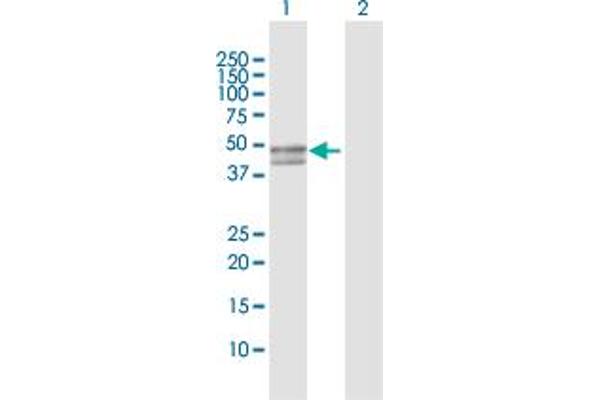 SERPINB7 anticorps  (AA 1-380)