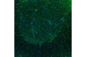 Immunofluorescent staining of mouse spinal cord with HTR3B polyclonal antibody . (Serotonin Receptor 3B Antikörper  (AA 8-57))