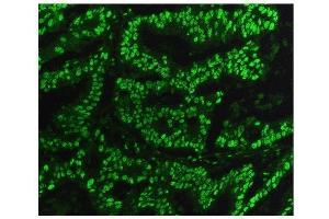 IF analysis of KAP1/TRIM28 using anti-KAP1/TRIM28 antibody (ABIN7602311).