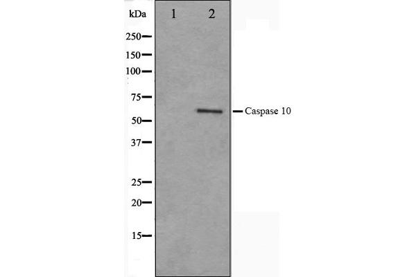 Caspase 10 Antikörper