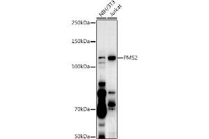 Western blot analysis of extracts of various cell lines, using PMS2 antibody  at 1:500 dilution. (PMS2 Antikörper  (AA 390-670))