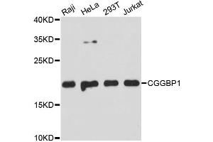 Western blot analysis of extracts of various cell lines, using CGGBP1 antibody (ABIN5972355) at 1:3000 dilution. (CGGBP1 Antikörper)