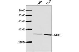 Western blot analysis of cell lysates using Rabbit Anti-NQO1 Polyclonal Antibody (ABIN399016, 1 µg/mL) The signal was developed with IRDyeTM 800 Conjugated Goat Anti-Rabbit IgG. (NQO1 Antikörper  (C-Term))