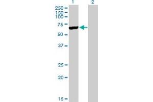 Western Blot analysis of CYP3A5 expression in transfected 293T cell line by CYP3A5 MaxPab polyclonal antibody. (CYP3A5 Antikörper  (AA 1-502))