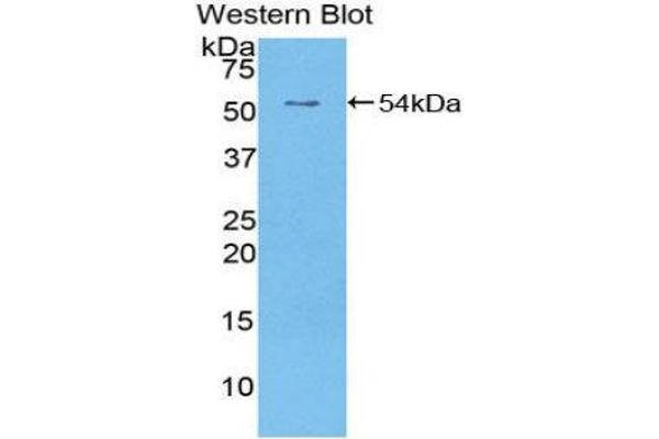 EGFR2 antibody  (AA 376-578) (FITC)