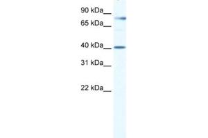 Western Blotting (WB) image for anti-TEA Domain Family Member 3 (TEAD3) antibody (ABIN2460727) (TEAD3 Antikörper)