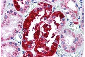 Human Kidney (formalin-fixed, paraffin-embedded) stained with ATG5 antibody ABIN296750 at 5 ug/ml followed by biotinylated goat anti-rabbit IgG secondary antibody ABIN481713, alkaline phosphatase-streptavidin and chromogen. (ATG5 Antikörper  (AA 1-50))