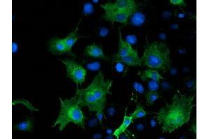Anti-ARFGAP1 mouse monoclonal antibody (ABIN2454308) immunofluorescent staining of COS7 cells transiently transfected by pCMV6-ENTRY ARFGAP1 (RC206987). (ARFGAP1 Antikörper)