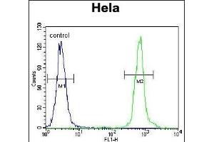 ZN Antibody (C-term) (ABIN655885 and ABIN2845286) flow cytometric analysis of Hela cells (right histogram) compared to a negative control cell (left histogram). (ZNF384 Antikörper  (C-Term))
