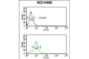 MUTYH Antibody (Center) (ABIN653106 and ABIN2842694) flow cytometric analysis of NCI- cells (bottom histogram) compared to a negative control cell (top histogram).
