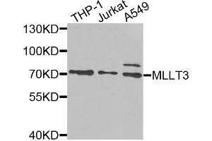 Western blot analysis of extracts of various cells, using MLLT3 antibody. (AF9 Antikörper)