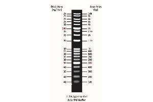Agarose Gel Electrophoresis (AGE) image for ExcelBand™ 1KB Plus (0.1-10 kb) DNA Ladder (ABIN5662597) (ExcelBand™ 1KB Plus (0.1-10 kb) DNA Ladder)
